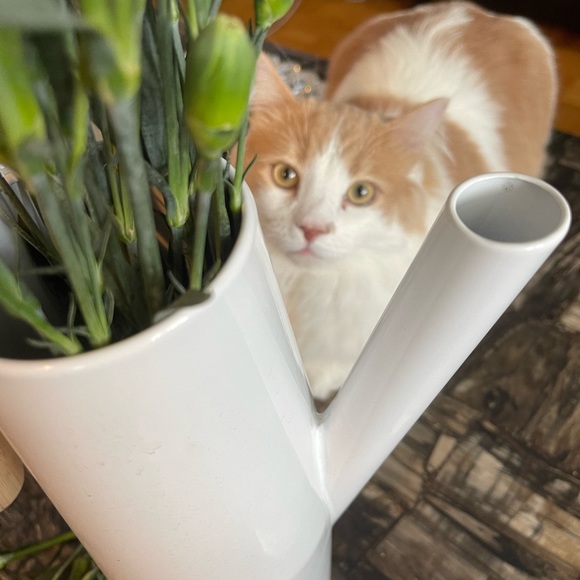 Meet your Posher, Maydel - Picture 15 of 15